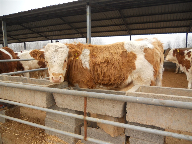 诸城纯种西门塔尔牛牛犊价格东祥牛羊养殖场产品图片高清大图
